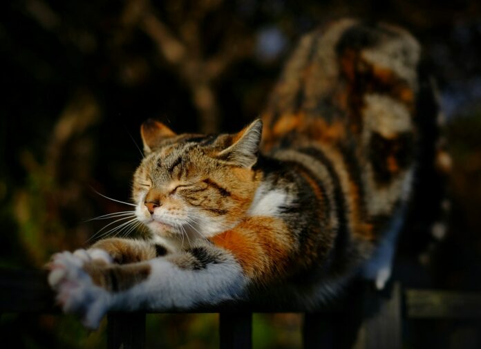 orange tabby cat stretching position on railing