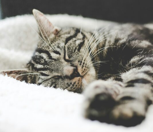 체중 감량과 활력 충전의 비결 silver tabby cat sleeping on white blanket
