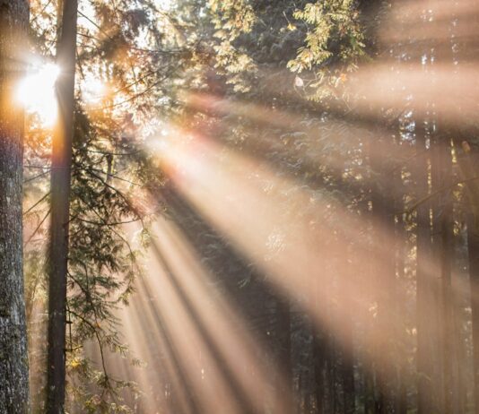 야외 운동으로 달성하는 건강 목표 woman walking in forest with child