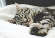 면역력과 스트레스 관리법 silver tabby cat sleeping on white blanket