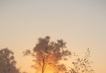 활기찬 아침을 맞이하는 방법 the sun is setting behind a tree stump