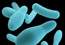 장 건강과 면역력 간의 밀접한 연관 blue and white hearts illustration