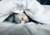 ‘숙면 트렌드’ 뜬다…한국인의 건강한 수면을 위한 생활 속 실천법 white cat sleeps under white comforter