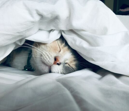 ‘숙면 트렌드’ 뜬다…한국인의 건강한 수면을 위한 생활 속 실천법 white cat sleeps under white comforter
