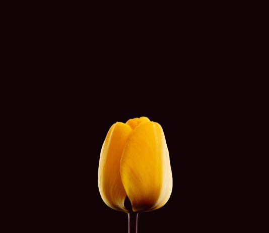 웰니스 문화가 바꾸는 일상, 건강을 향한 작은 변화의 힘 A single yellow tulip against a dark background