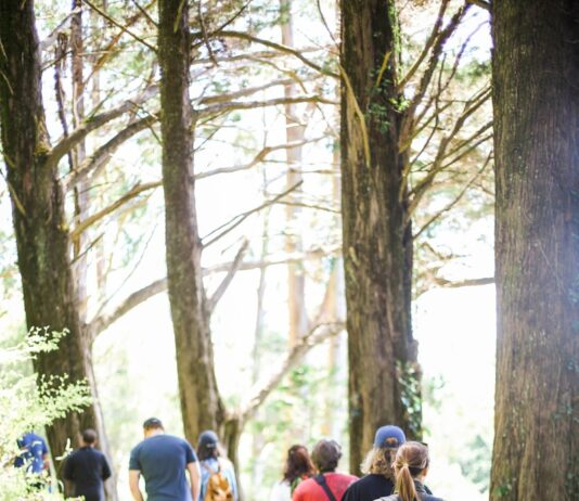 “디지털 디톡스부터 ‘걷기 명상’까지… 스트레스 관리, 단순한 생활 습관이 해답” people walking on dirt road between trees during daytime
