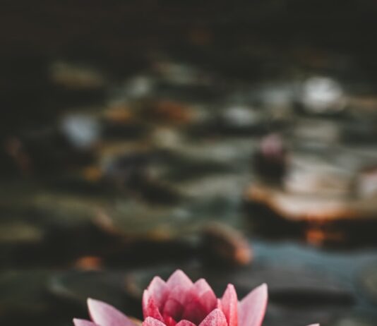 “마음이 건강해야 일상도 반짝”… 일상에서 쉽게 실천하는 정신건강 관리법 주목 pink and white lotus flower