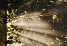 만성피로, 작은 습관 변화로 이겨내자…현대인 맞춤 실천 팁 sun rays coming through trees
