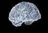 일상 속 뇌건강 지키기, 실천 가능한 뇌 활력 루틴 a close up of a human brain on a black background