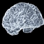 일상 속 뇌건강 지키기, 실천 가능한 뇌 활력 루틴 a close up of a human brain on a black background