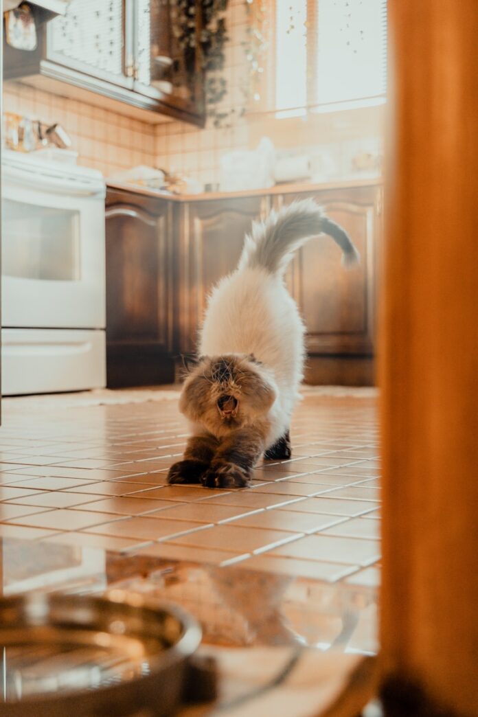 Photo by Omar Al-Ghosson a cat that is standing on a tile floor